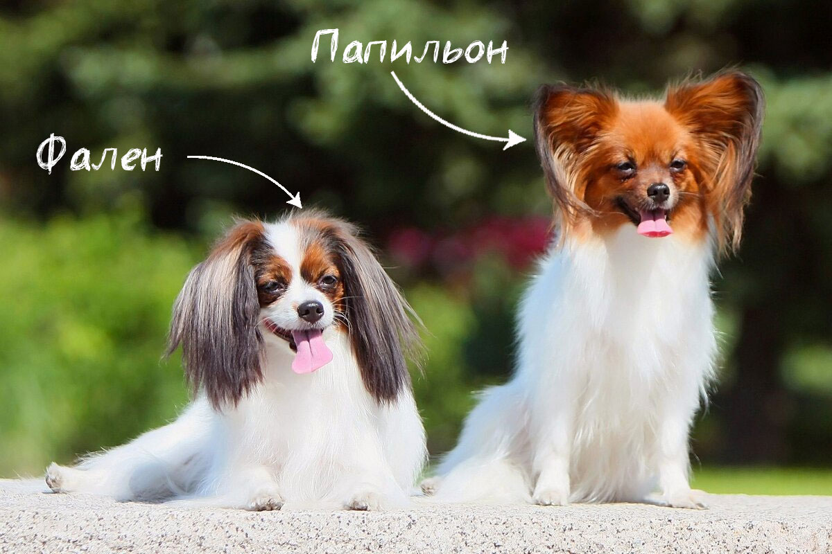 Continental Toy Spaniel Phalene et Papillon