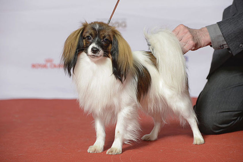 race de chien Phalène