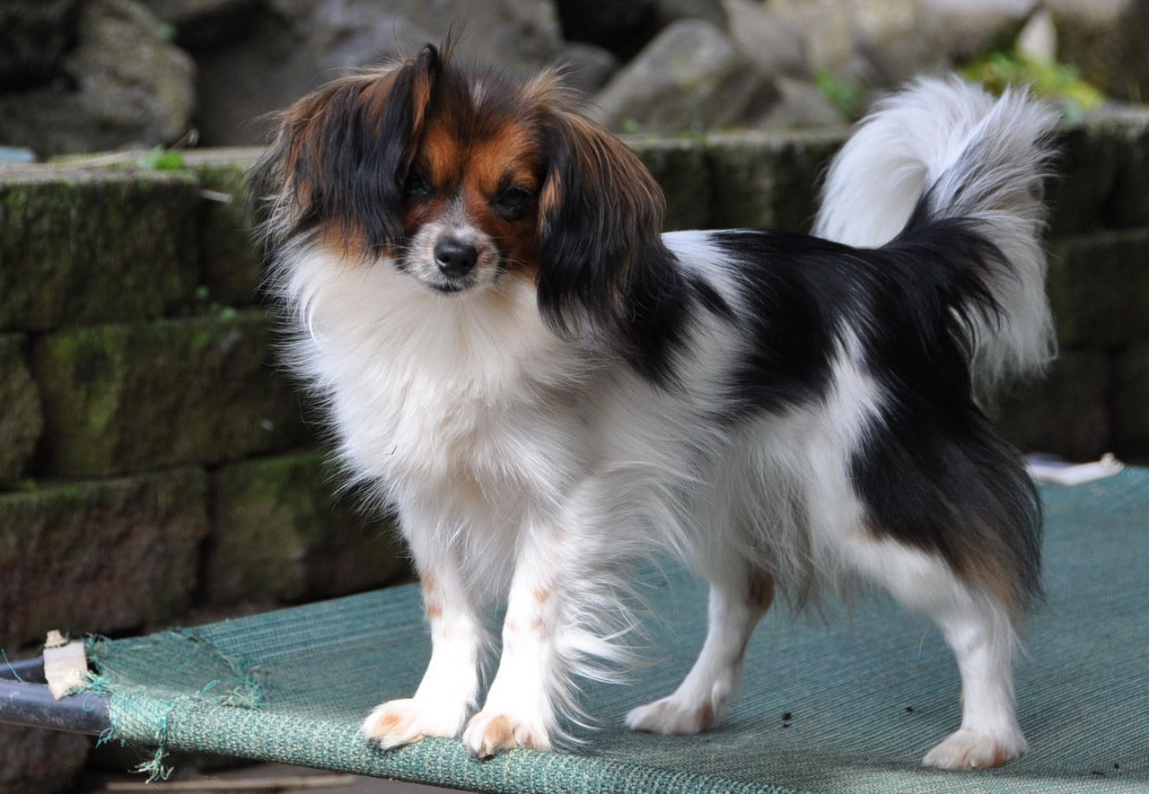 Entretien du phalène