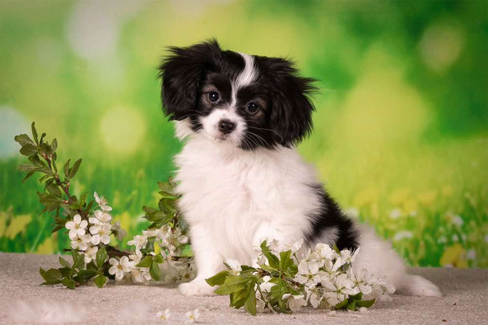 Comment choisir un chiot Phalène