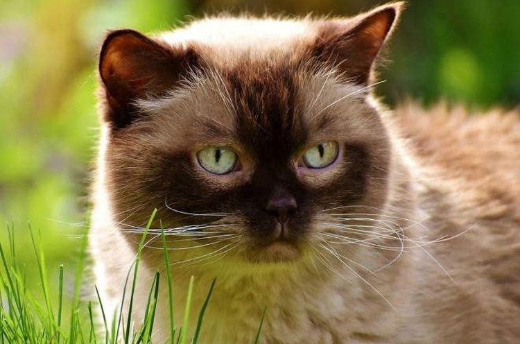 Hémobartonellose chez les chats