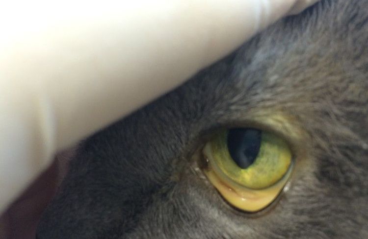 Symptômes de l'hémobartonellose chez le chat