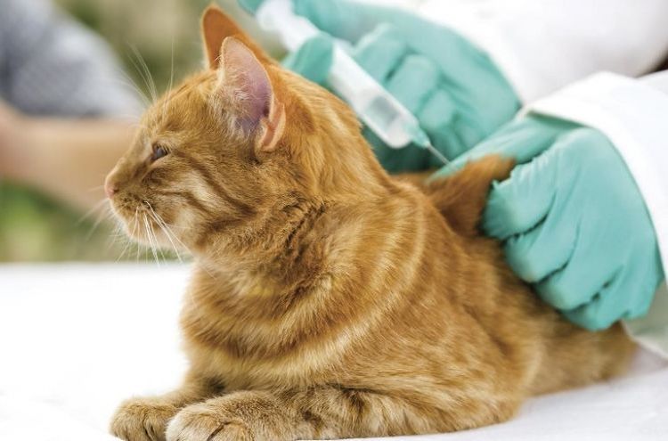 Injection de glucose pour un chat