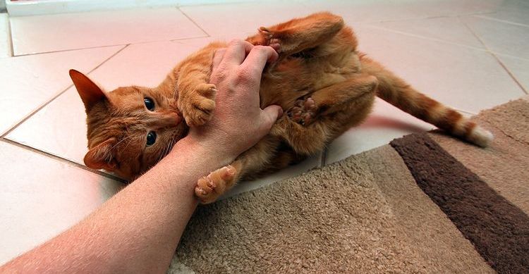 Le chat mord la main