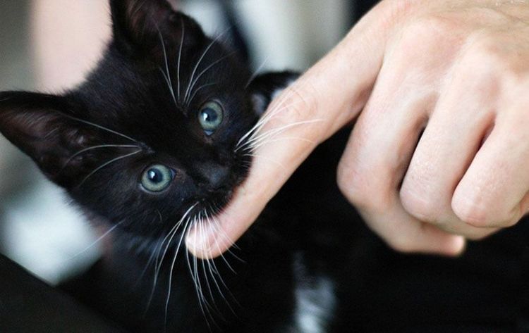 Comment empêcher un chat de mordre