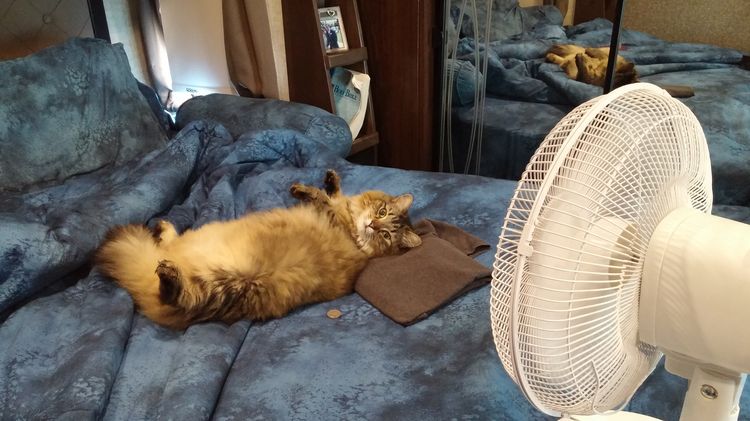 Chat sous le ventilateur