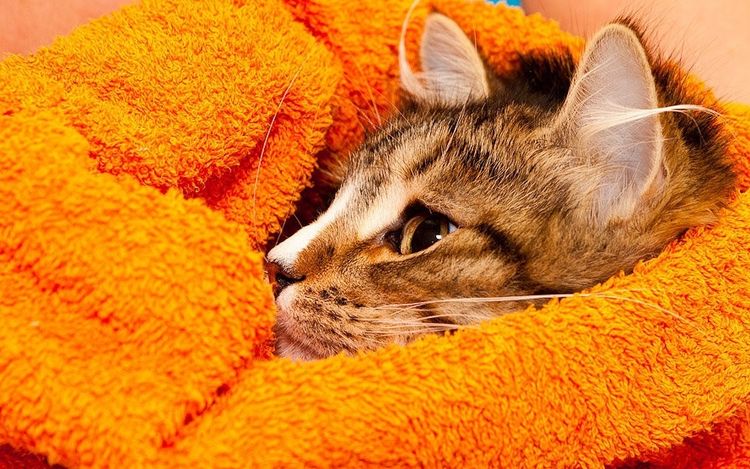 Chat dans une serviette