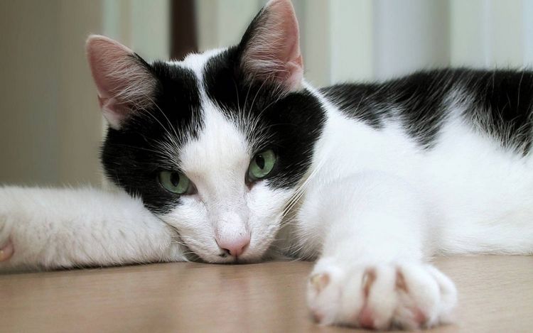 Comment aider un chat dans un appartement surchauffé