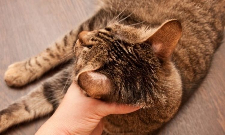 Teigne chez les chats