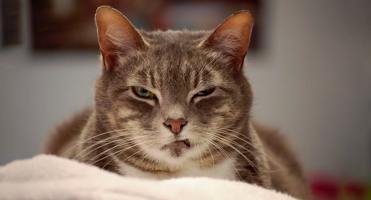 Le chat plisse les yeux