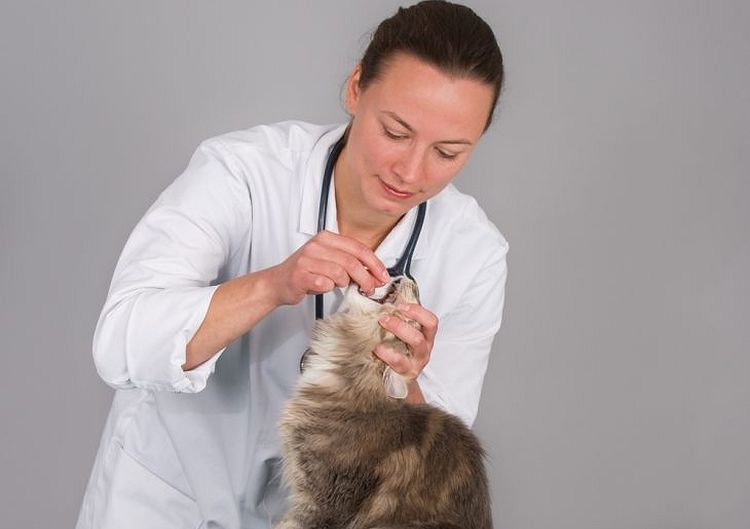 Comment donner un comprimé à un chat