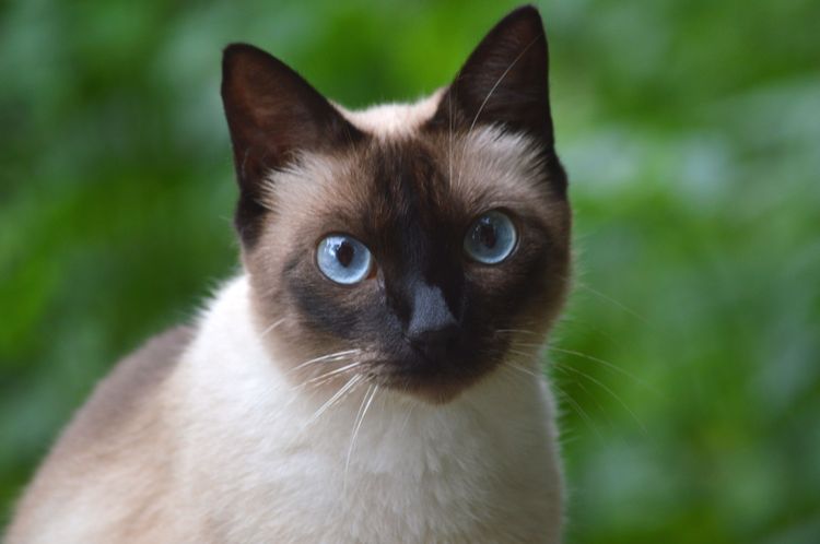 Un chat aux yeux bleus