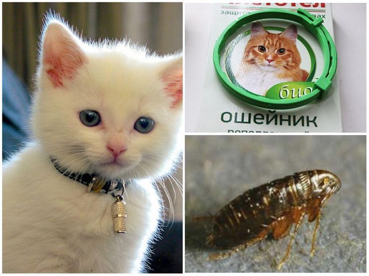 Collier anti-puces pour chats