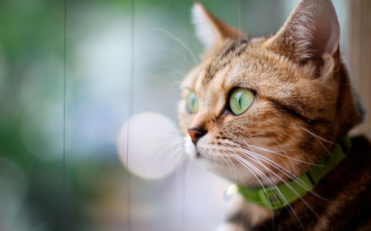 Un chat portant un collier anti-puces