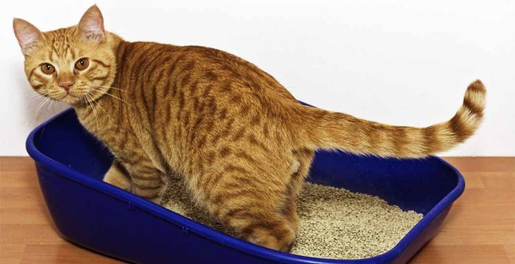 Problèmes urogénitaux chez les chats