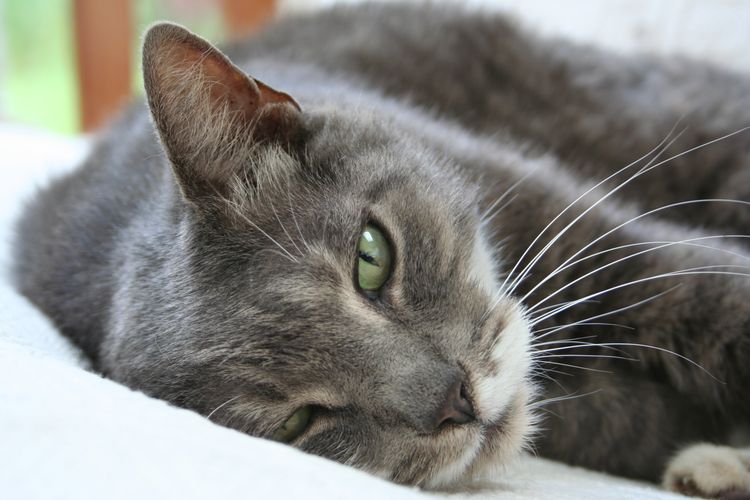 Un chat présentant des signes de maladie
