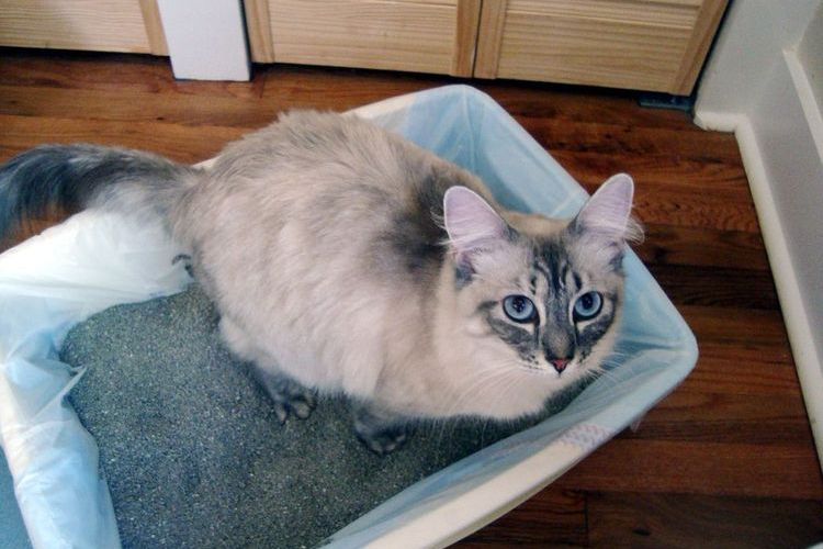 Un chat sur sa litière