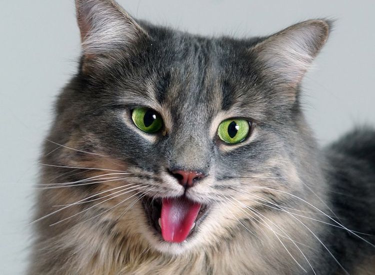 Le chat respire par la bouche.