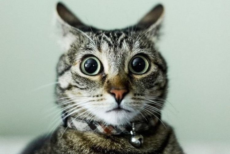 Les chats pètent-ils ?