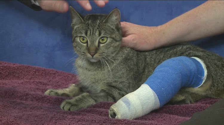 Fracture chez un chat