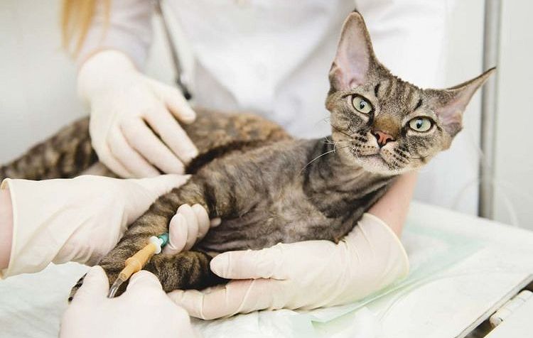 Injection intraveineuse pour un chat