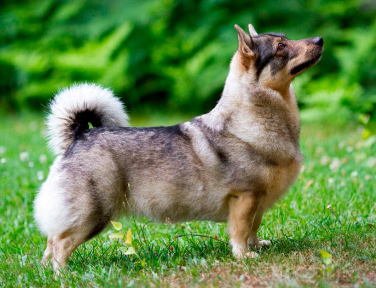 race de chien suédoise Vallhund