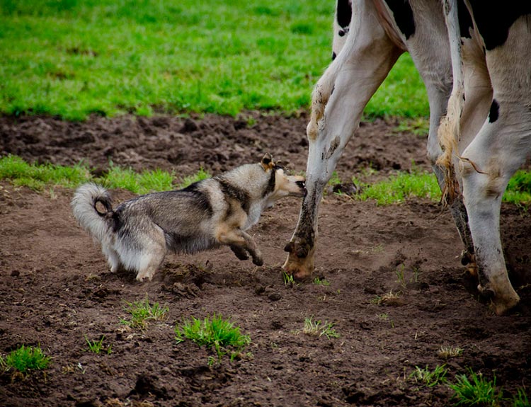 Un Vallhund suédois élevant des vaches