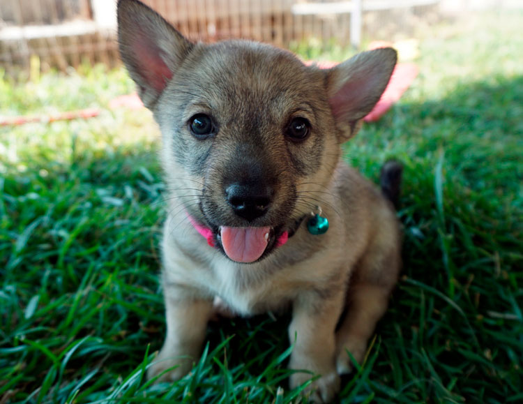 chiot Vallhund suédois