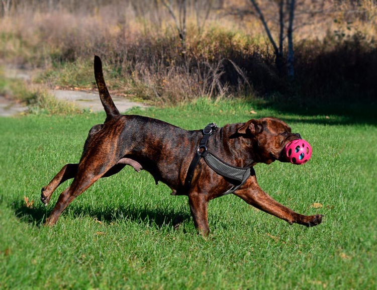 Bulldogge anglais ancien (recréé)