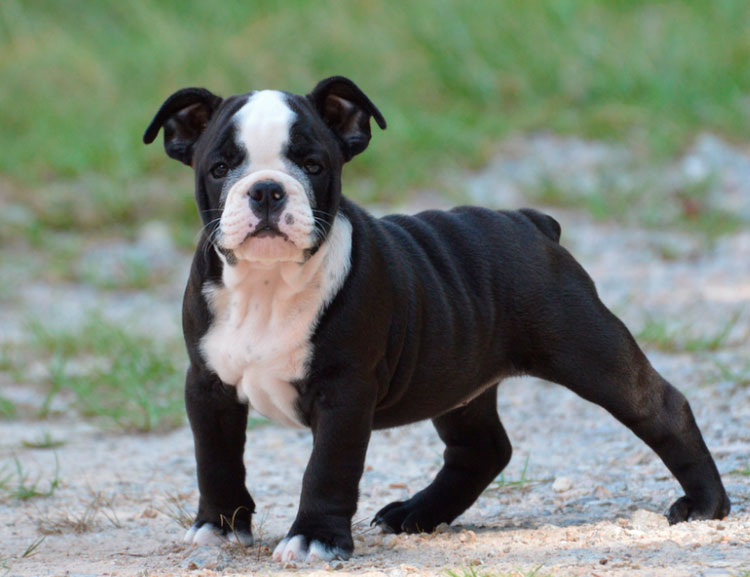 Chiot Olde English Bulldogge (recréé)