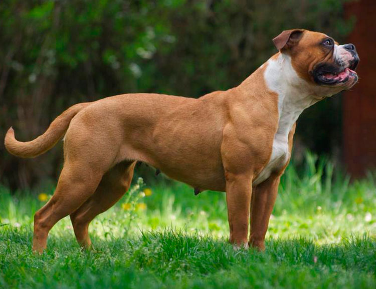 Photo d'un vieux bouledogue anglais (reconstitué)