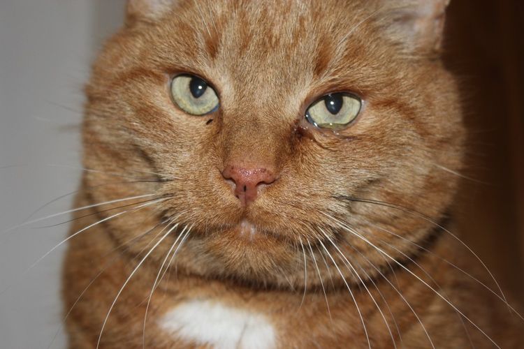 Écoulement brunâtre des yeux du chat