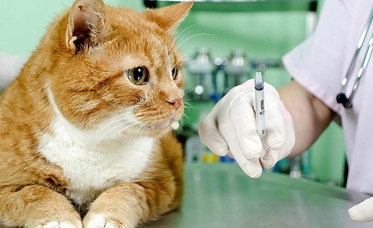 Vaccination pour un chat