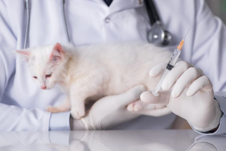Vaccination d'un chaton
