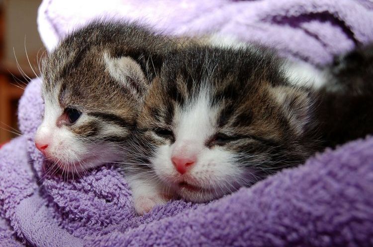 chatons nouveau-nés