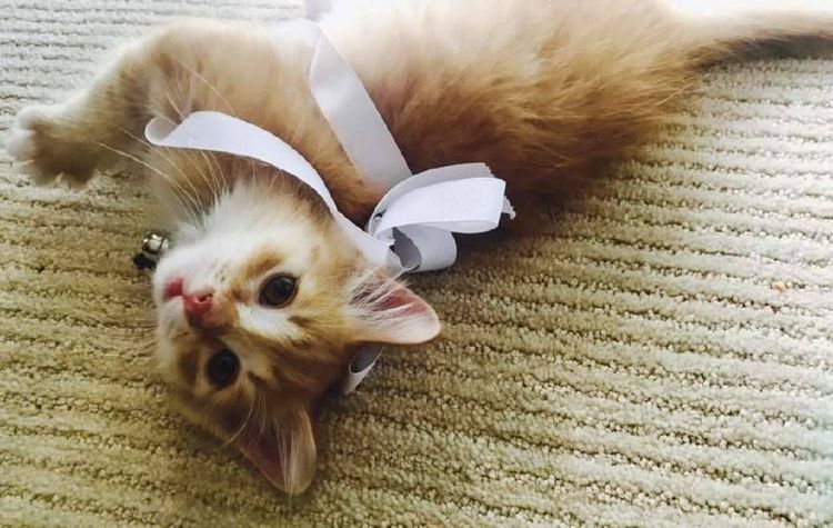 Chaton avec un nœud