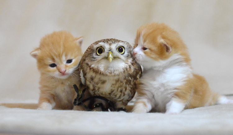 Deux chatons et une chouette