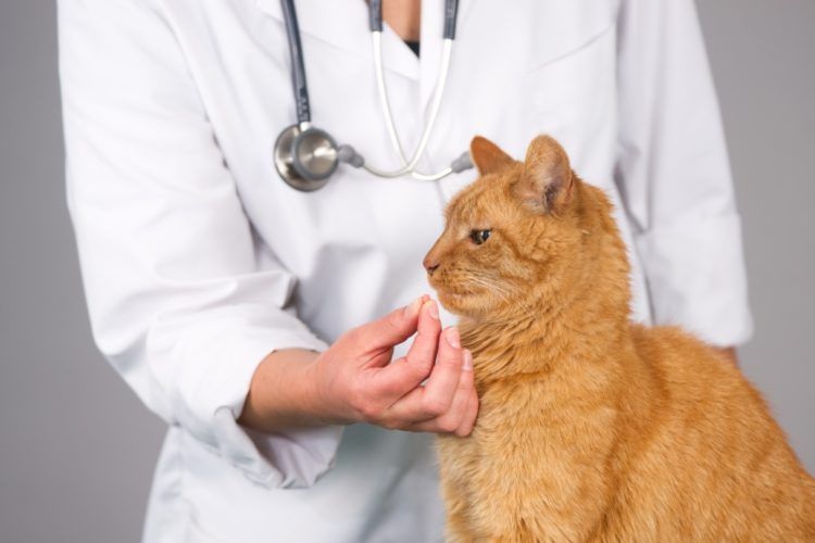 Examen d'un chat par un vétérinaire