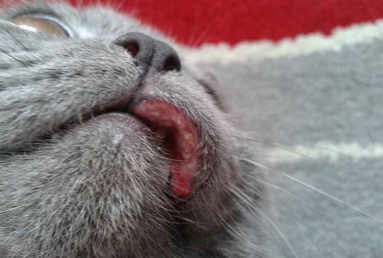 Plaie sur la lèvre d'un chat