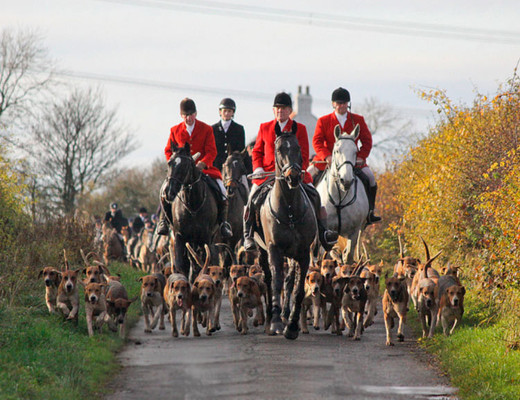chasse traditionnelle au foxhound