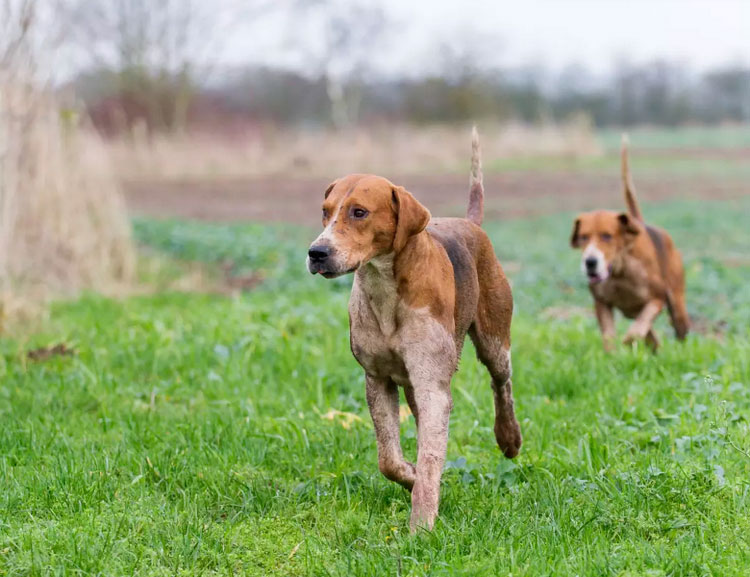 Chiens Foxhound anglais