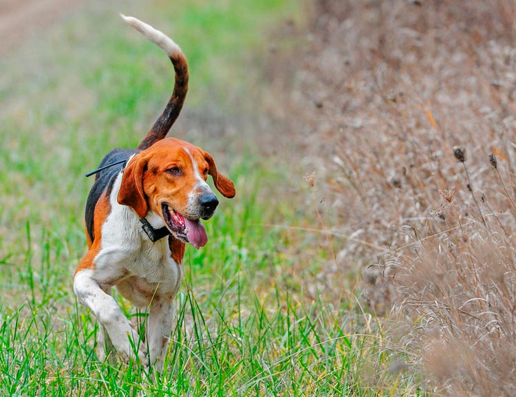 photo de foxhound anglais