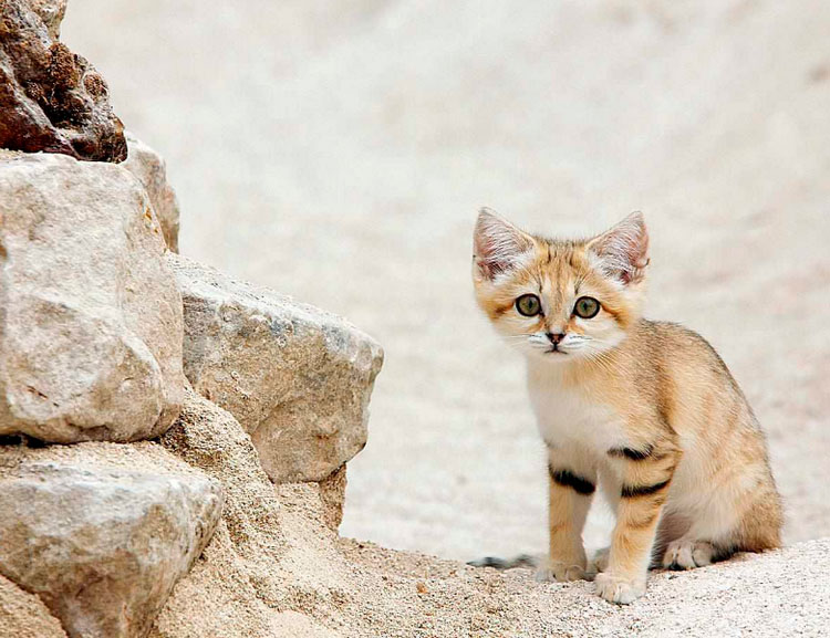 chaton de l'espèce du chat des sables