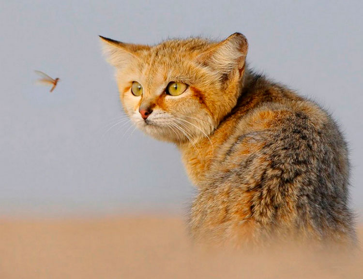 Chat des sables et moustique