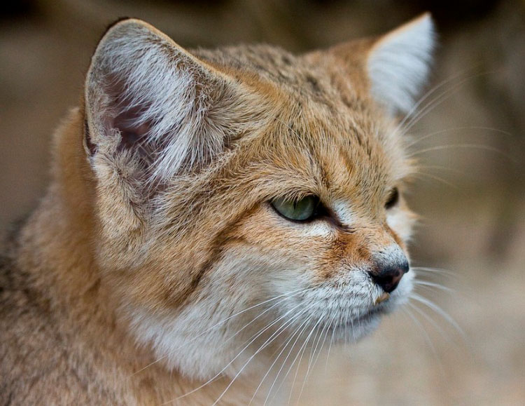 Chat des sables à la maison