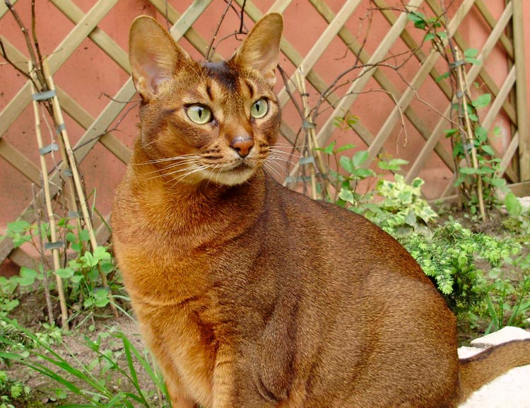 race de puma domestique