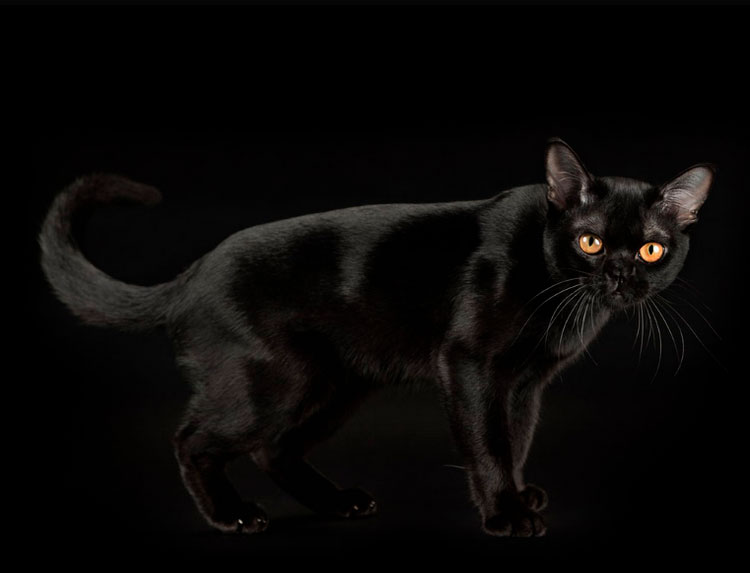 Bombay cat panthère noire