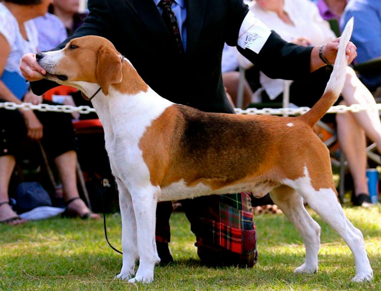 À quoi ressemble un busard Harrier ?