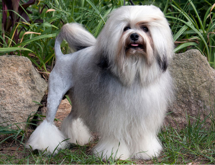 Löwchen - petit chien lion