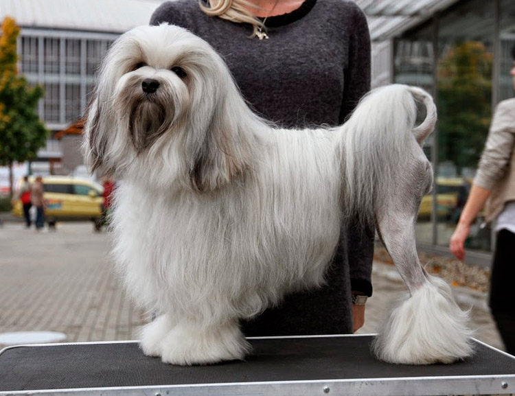 toilettage d'un petit chien-lion